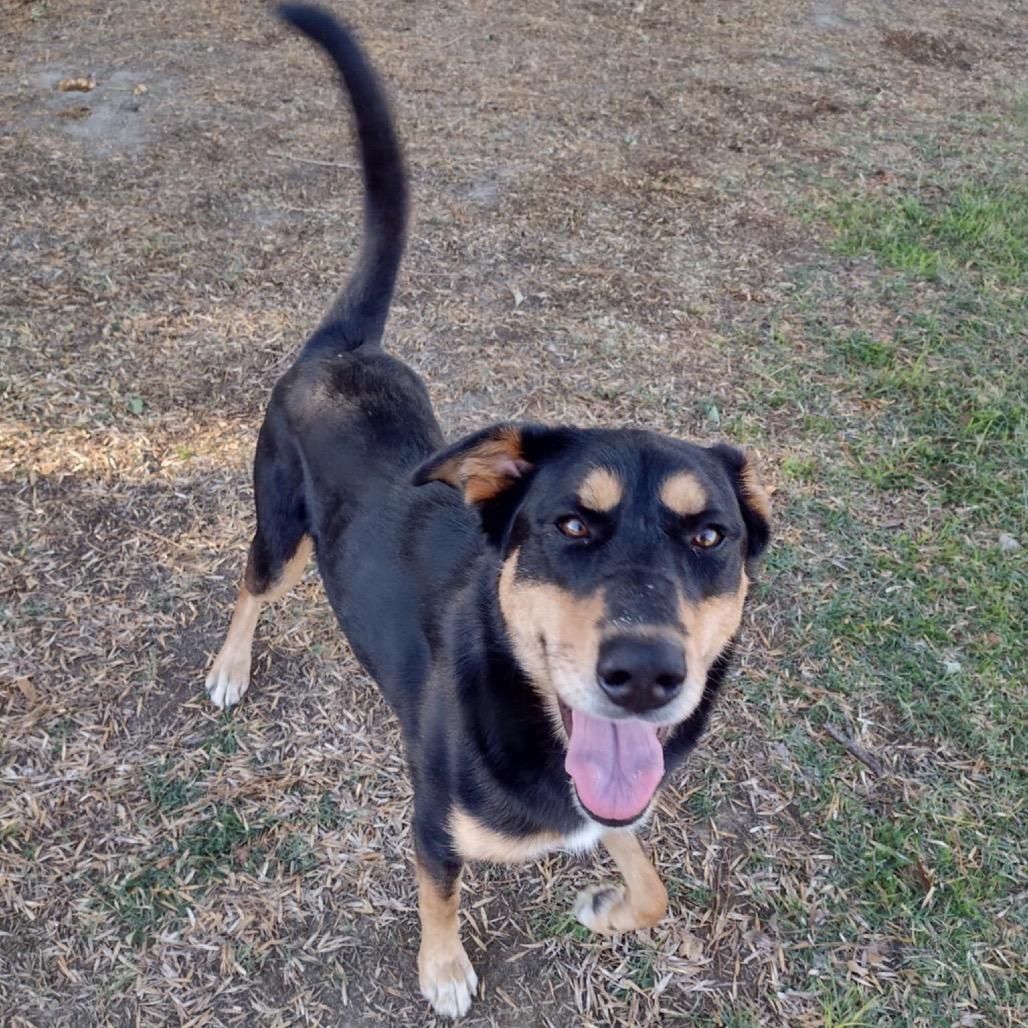 Lena, Adoptable, Adult Female Shepherd.