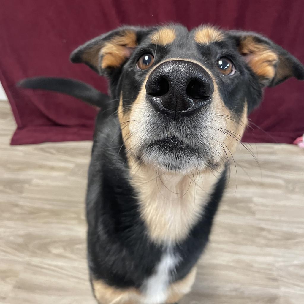 Lena, Adoptable, Adult Female German Shepherd Dog & Doberman Pinscher.