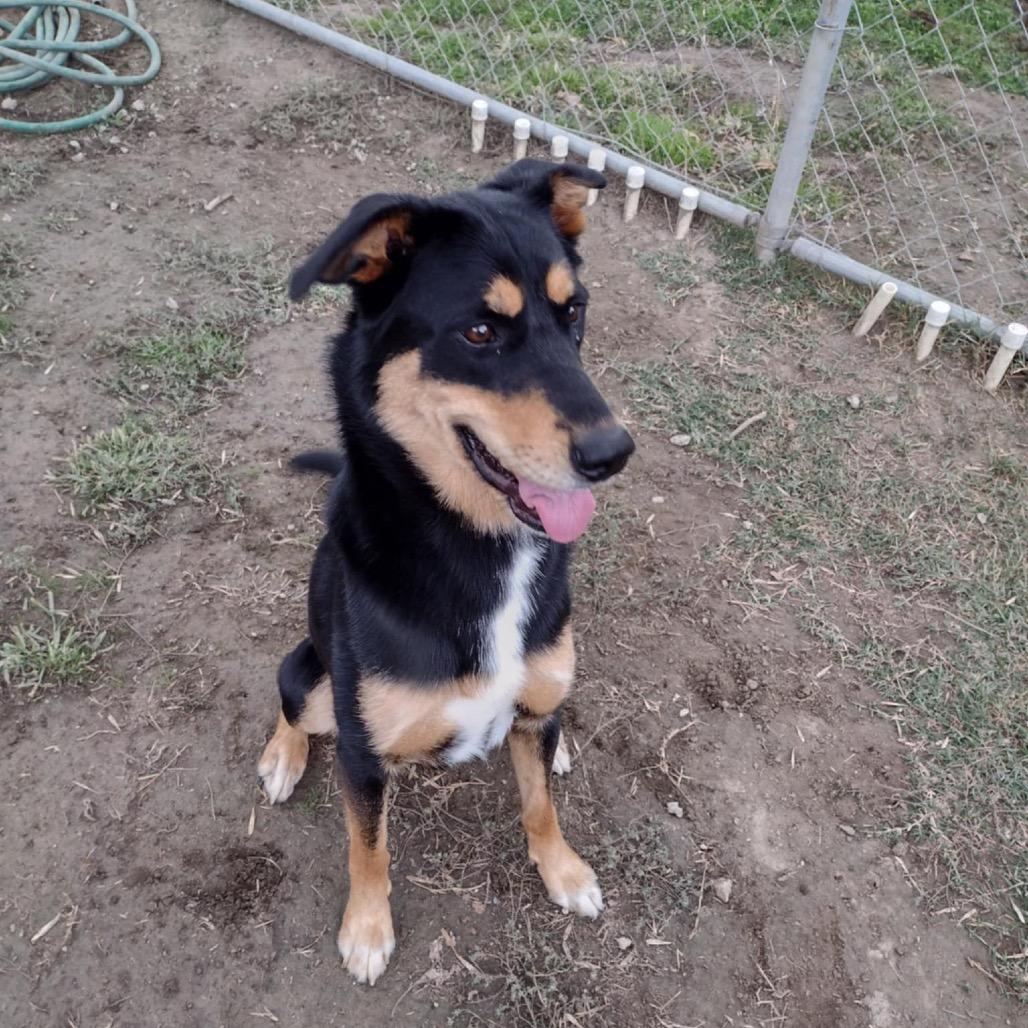 Enlarge Lena, a Adoptable mixed breed in San Jacinto, CA image 3/6