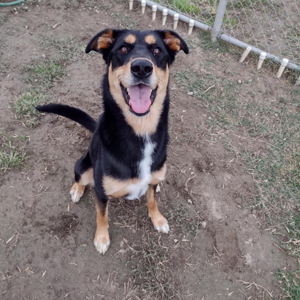 Enlarge Lena, a Adoptable mixed breed in San Jacinto, CA image 4/6