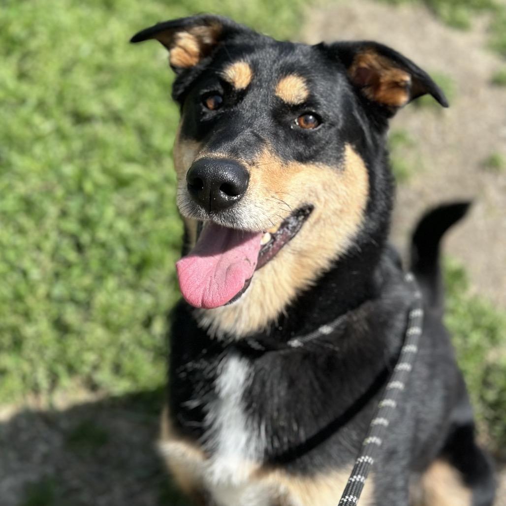 Enlarge Lena, a Adoptable mixed breed in San Jacinto, CA image 5/6