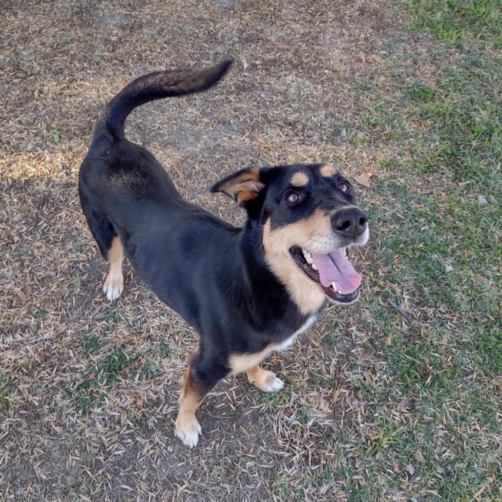 Enlarge Lena, a Adoptable mixed breed in San Jacinto, CA image 6/6
