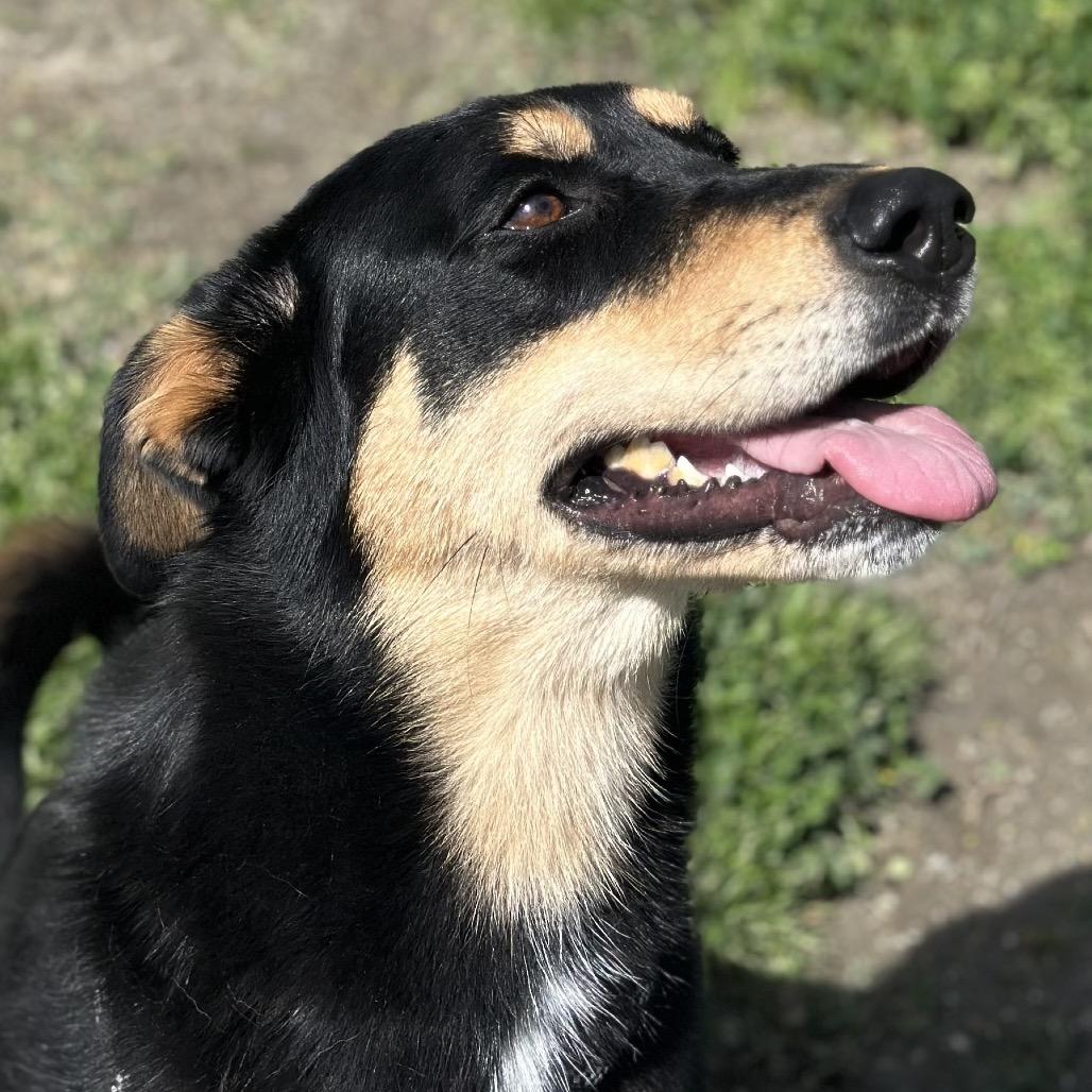 Enlarge Lena, a Adoptable mixed breed in San Jacinto, CA image 6/6