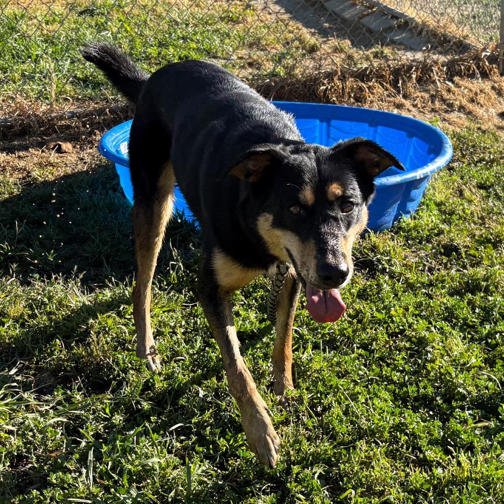 Enlarge Lena, a Adoptable mixed breed in San Jacinto, CA image 6/6