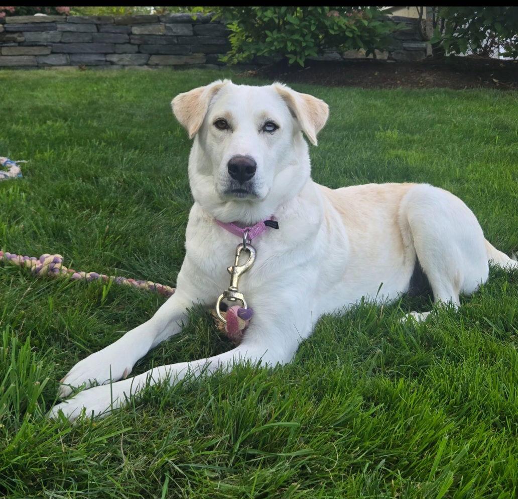 Sugar in VT, a Adopted Great Pyrenees in Croydon, NH image 2/2