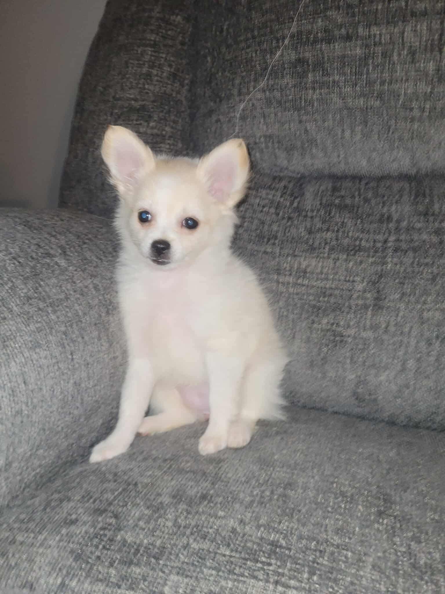 Pandy, an adoptable mixed breed in warrenville, SC image 4/5