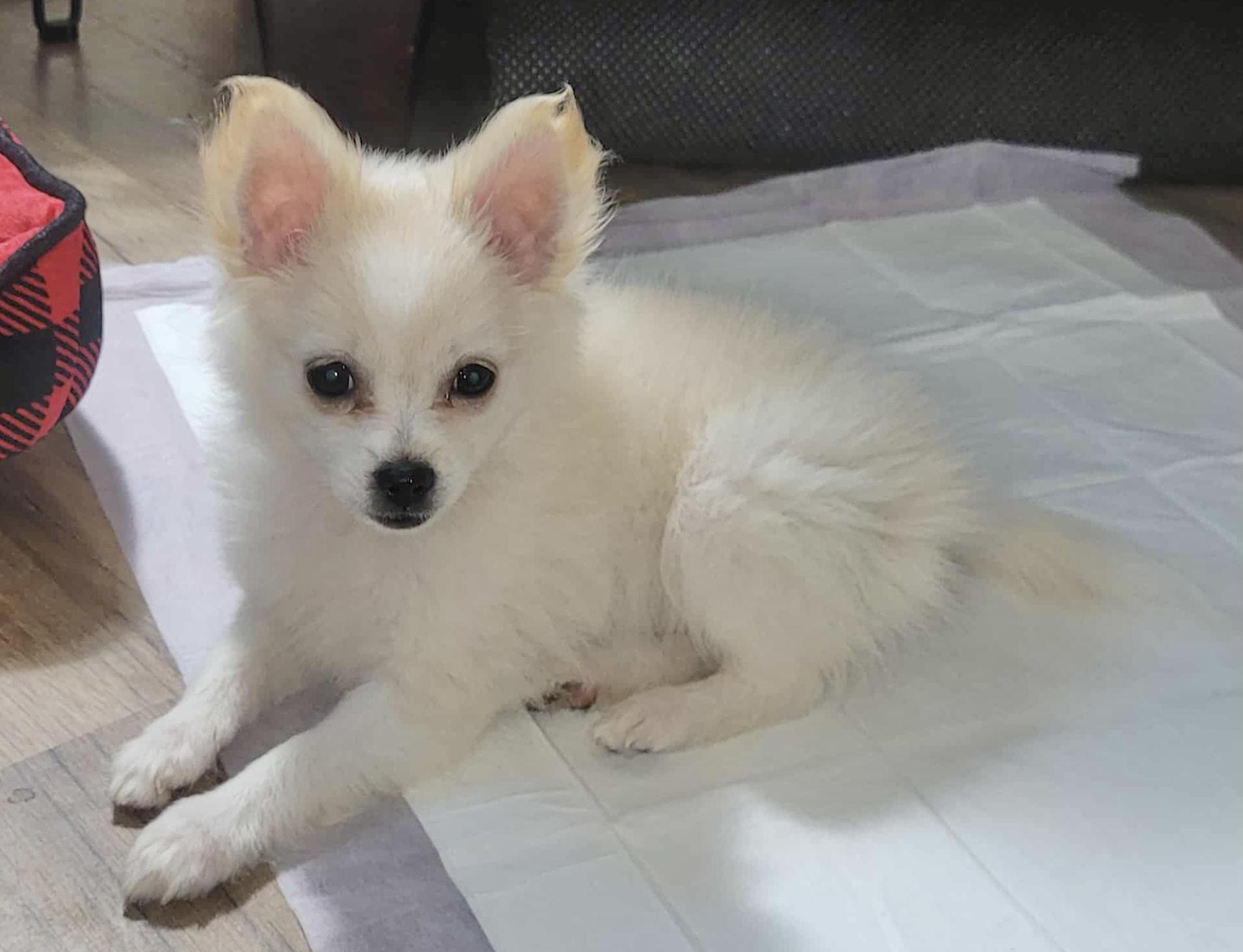 Pandy, an adoptable mixed breed in warrenville, SC image 2/5