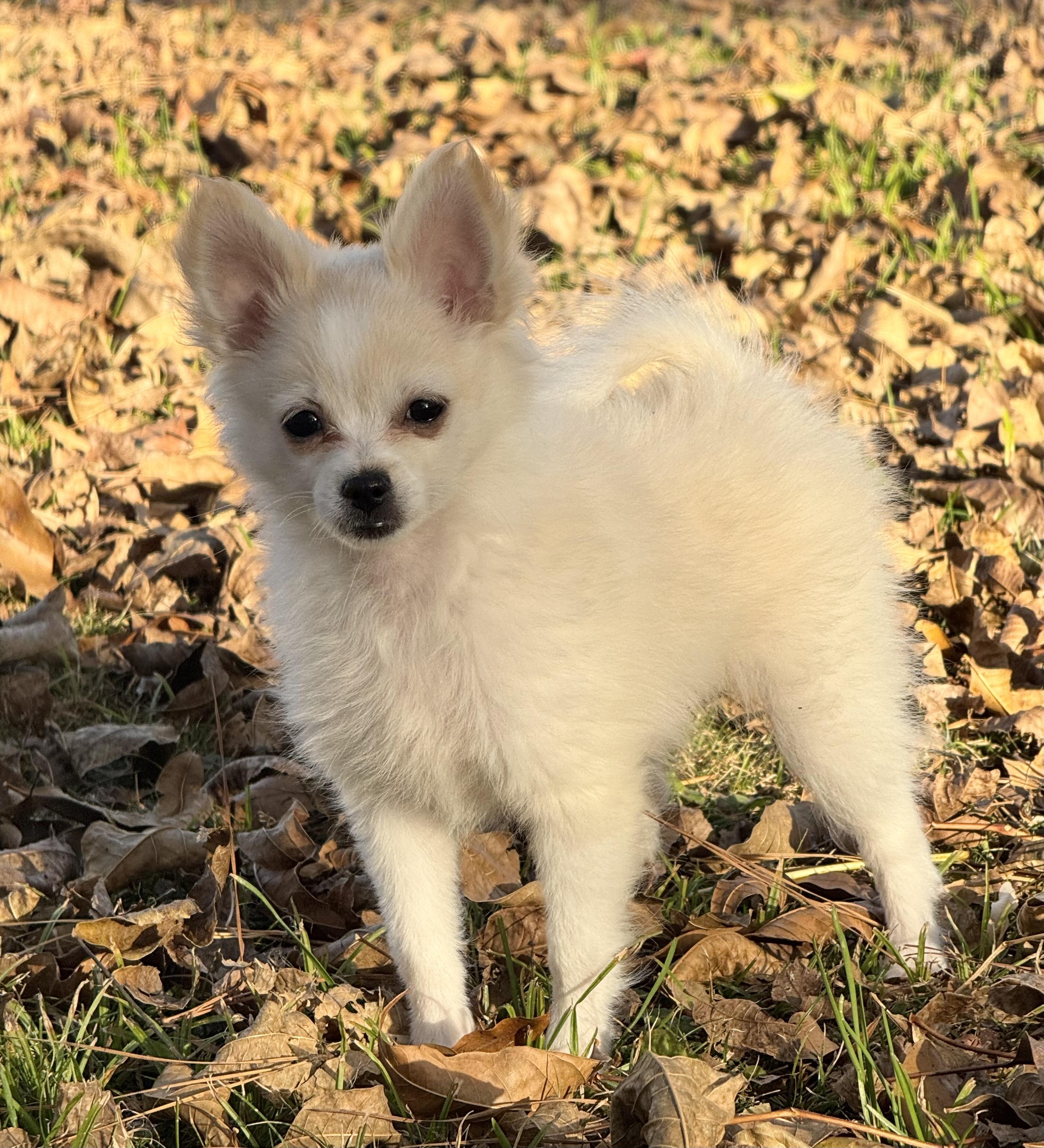 Pandy, an adoptable mixed breed in warrenville, SC image 1/5