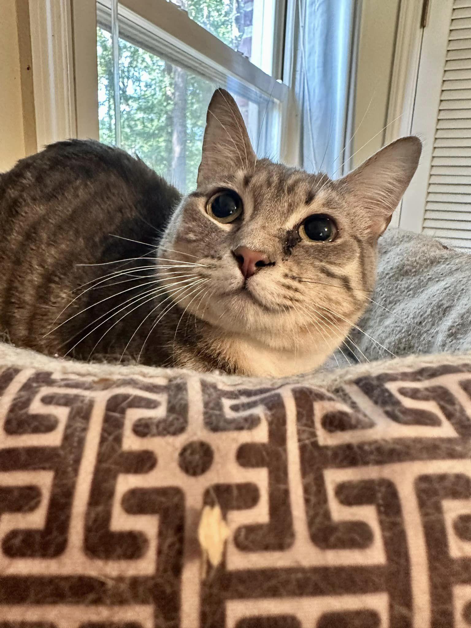 Tabitha, Adoptable, Adult Female Tabby.