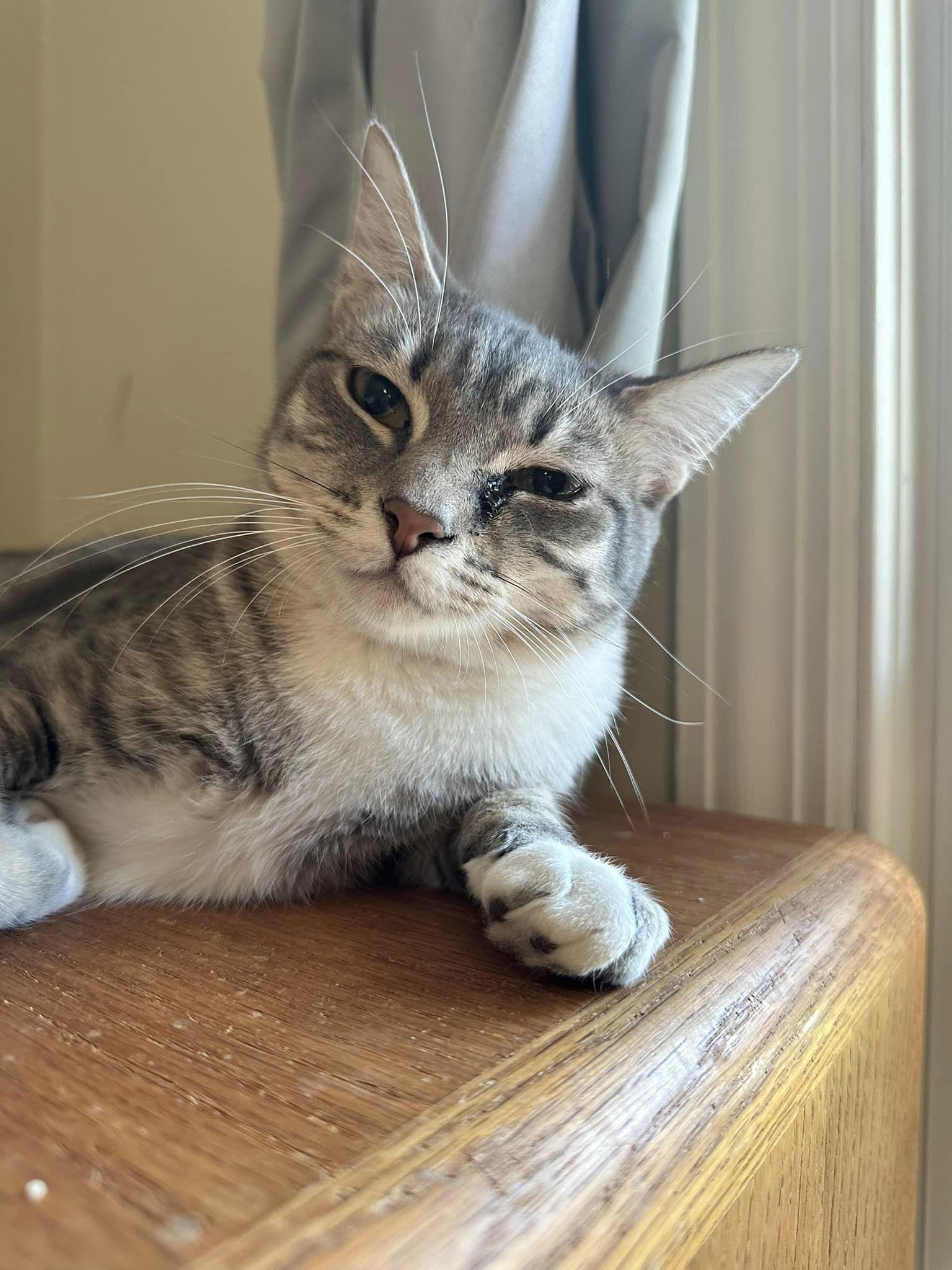 Tabitha, a Adoptable Tabby in Columbia, SC image 2/3