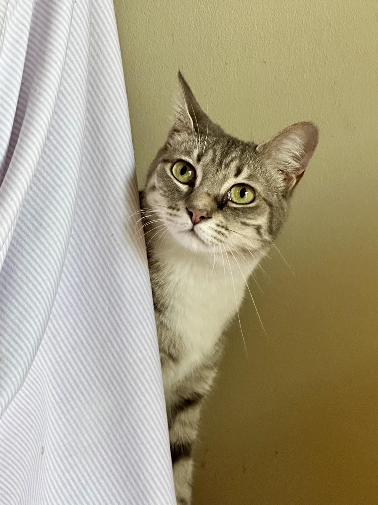 Tabitha, a Adoptable Tabby in Columbia, SC image 3/3