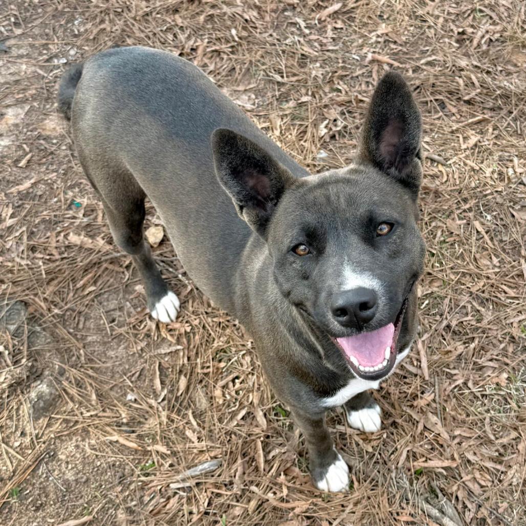 Enlarge Rachel, a Adoptable mixed breed in Birmingham, AL image 1/2