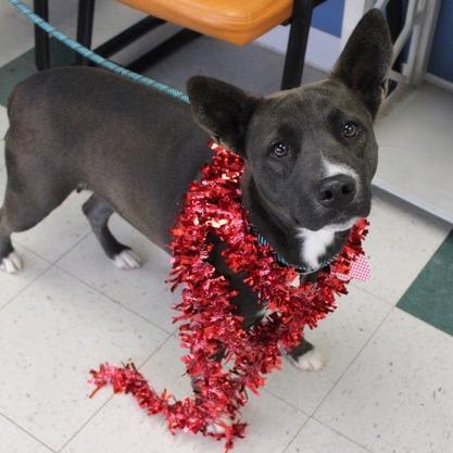 Enlarge Rachel, a Adoptable mixed breed in Birmingham, AL image 2/2