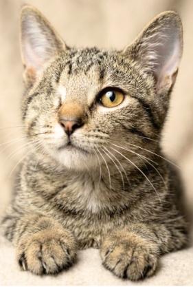 Aldi, Adopted, Kitten Male American Shorthair.