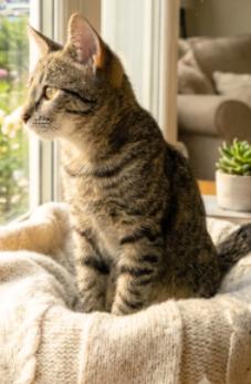 Enlarge Aldi, a Adopted American Shorthair in Union City, NJ image 4/4