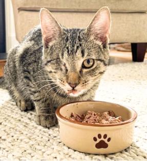 Enlarge Aldi, a Adopted American Shorthair in Union City, NJ image 2/4