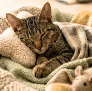 Enlarge Aldi, a Adopted American Shorthair in Union City, NJ image 3/4