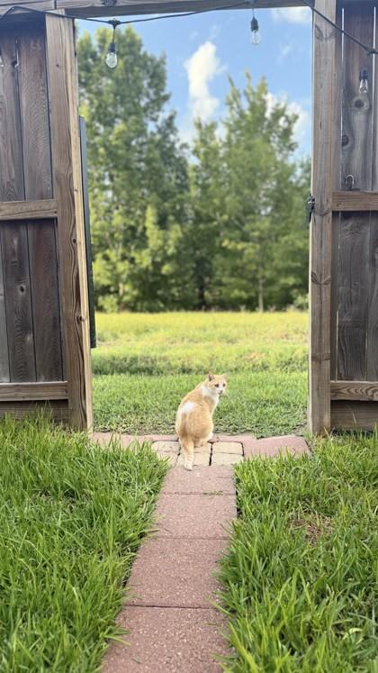 Enlarge JUMANJI, a Adoptable Domestic Short Hair in Houston, TX image 1/3