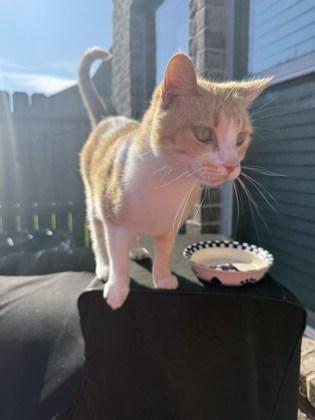 Enlarge JUMANJI, a Adoptable Domestic Short Hair in Houston, TX image 2/3