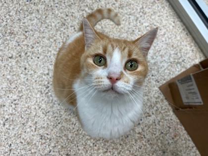 Enlarge JUMANJI, a Adoptable Domestic Short Hair in Houston, TX image 3/3