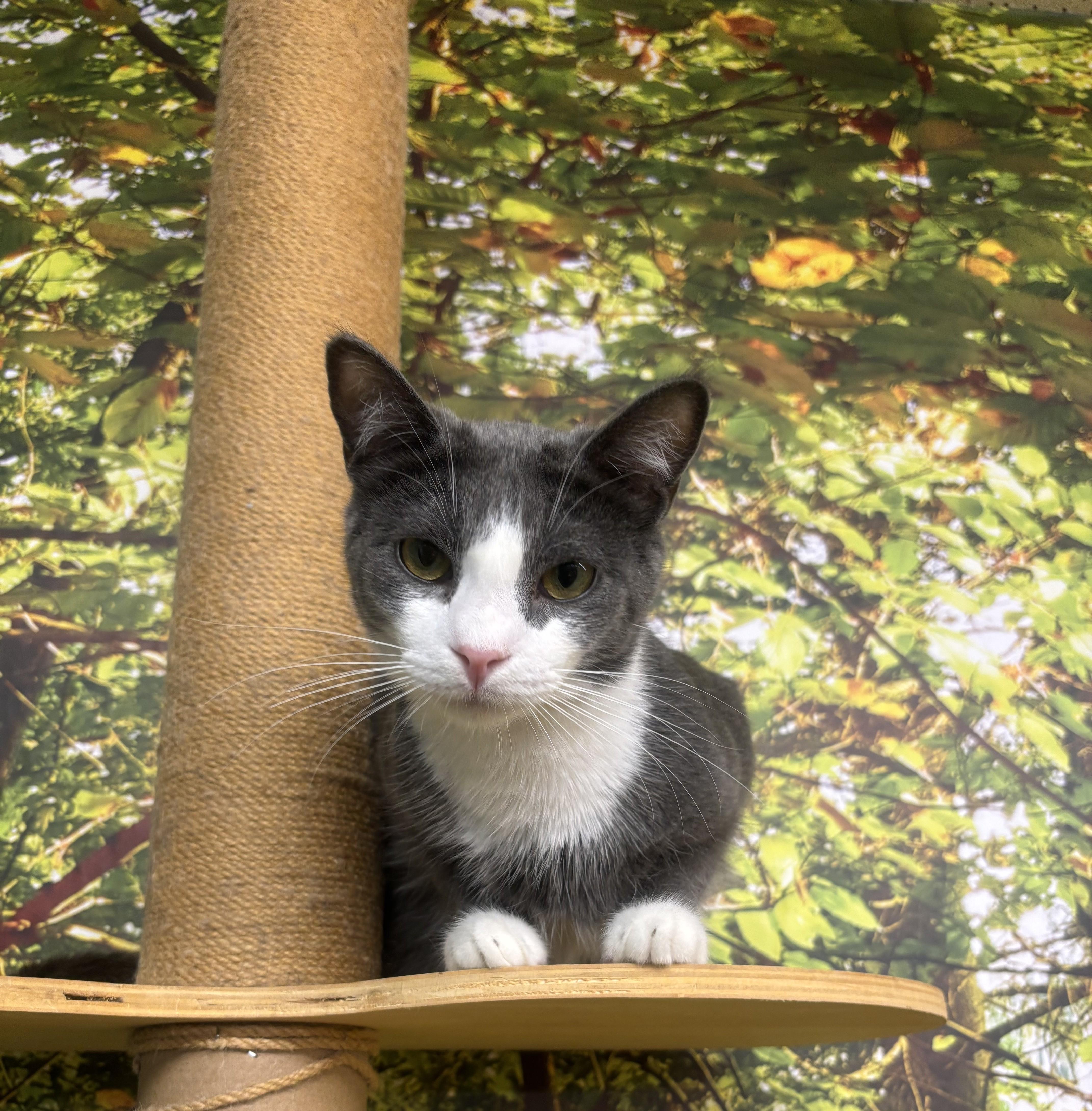 Enlarge Ollie, a Adoptable Domestic Short Hair in Whittier, CA image 1/6