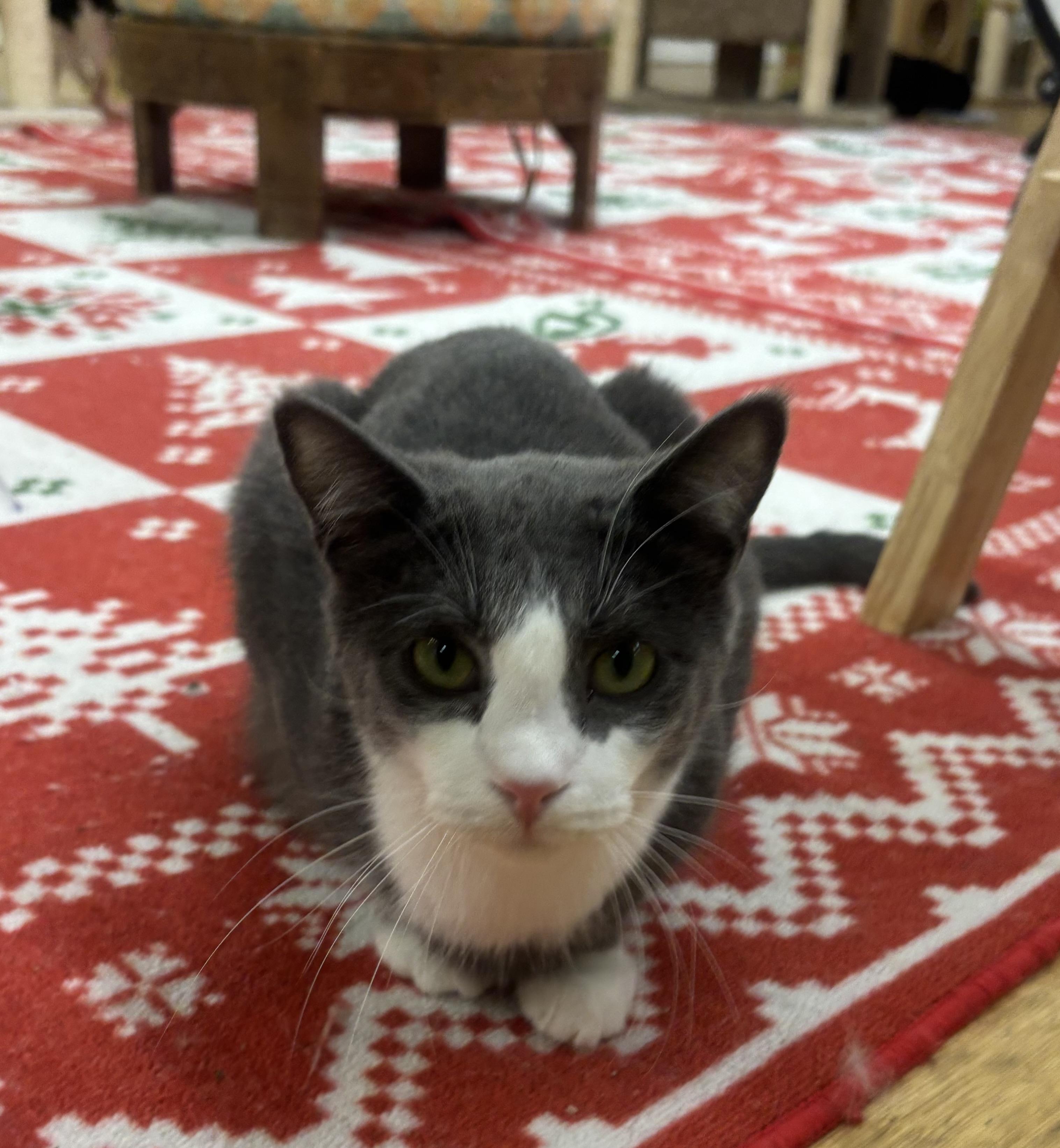 Enlarge Ollie, a Adoptable Domestic Short Hair in Whittier, CA image 2/6