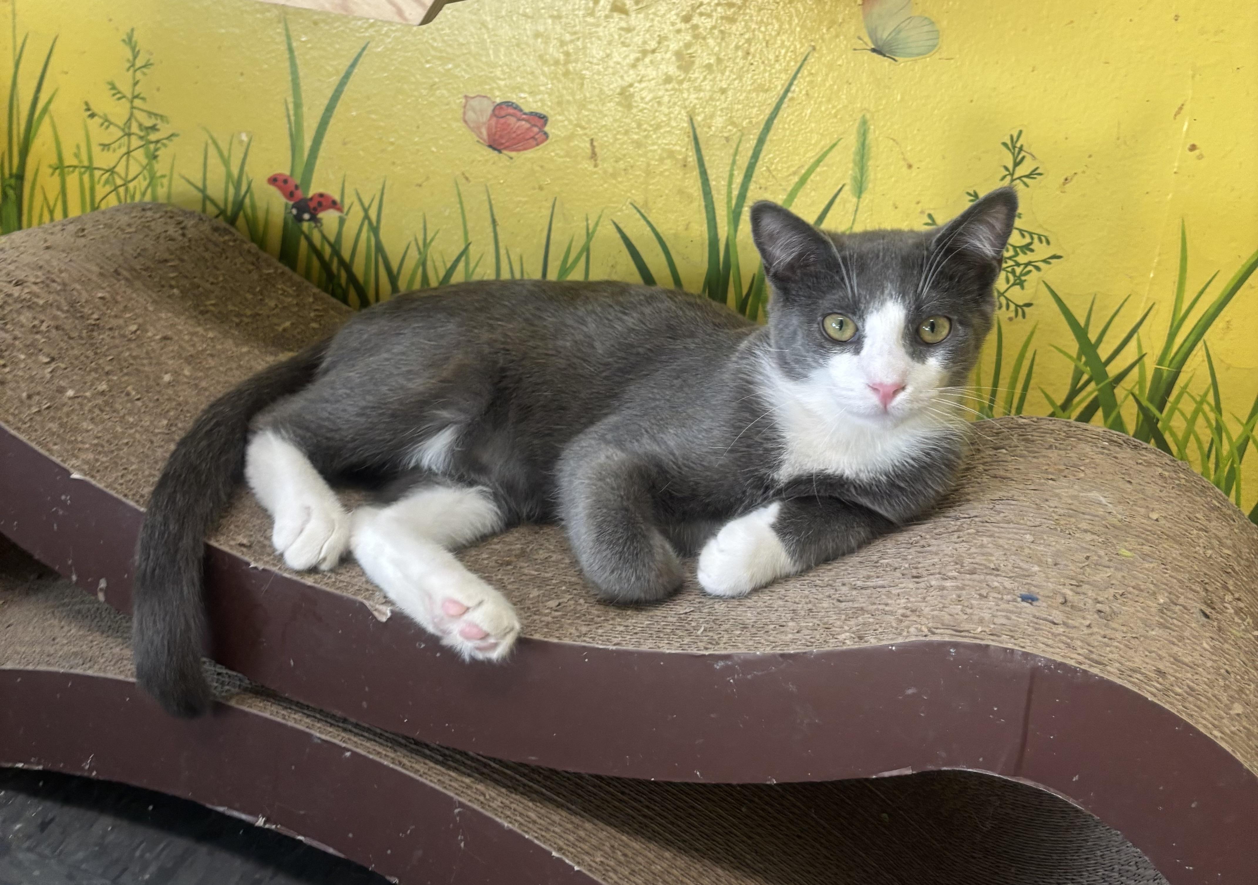 Enlarge Ollie, a Adoptable Domestic Short Hair in Whittier, CA image 5/6