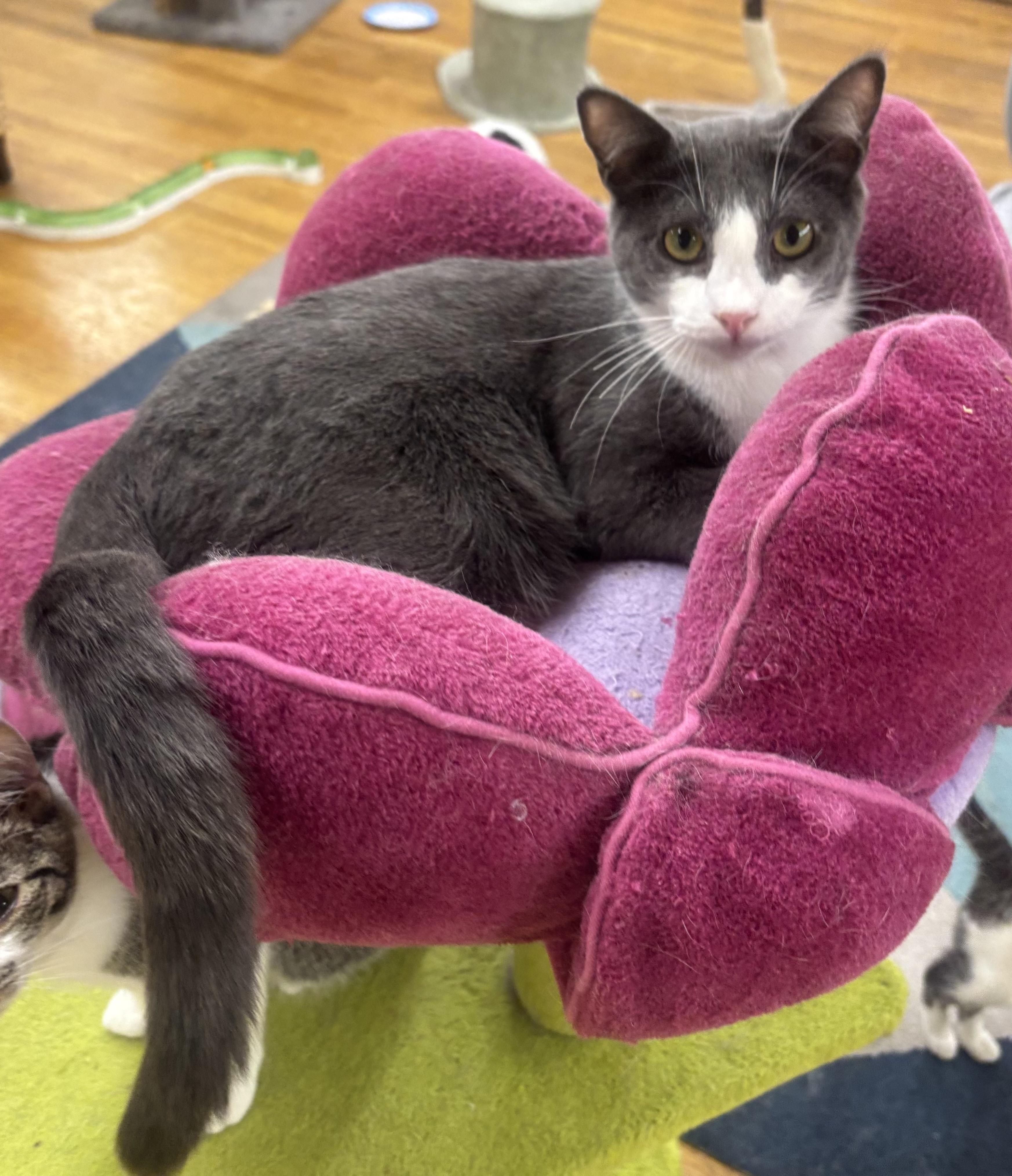 Ollie, Young Male Domestic Short Hair