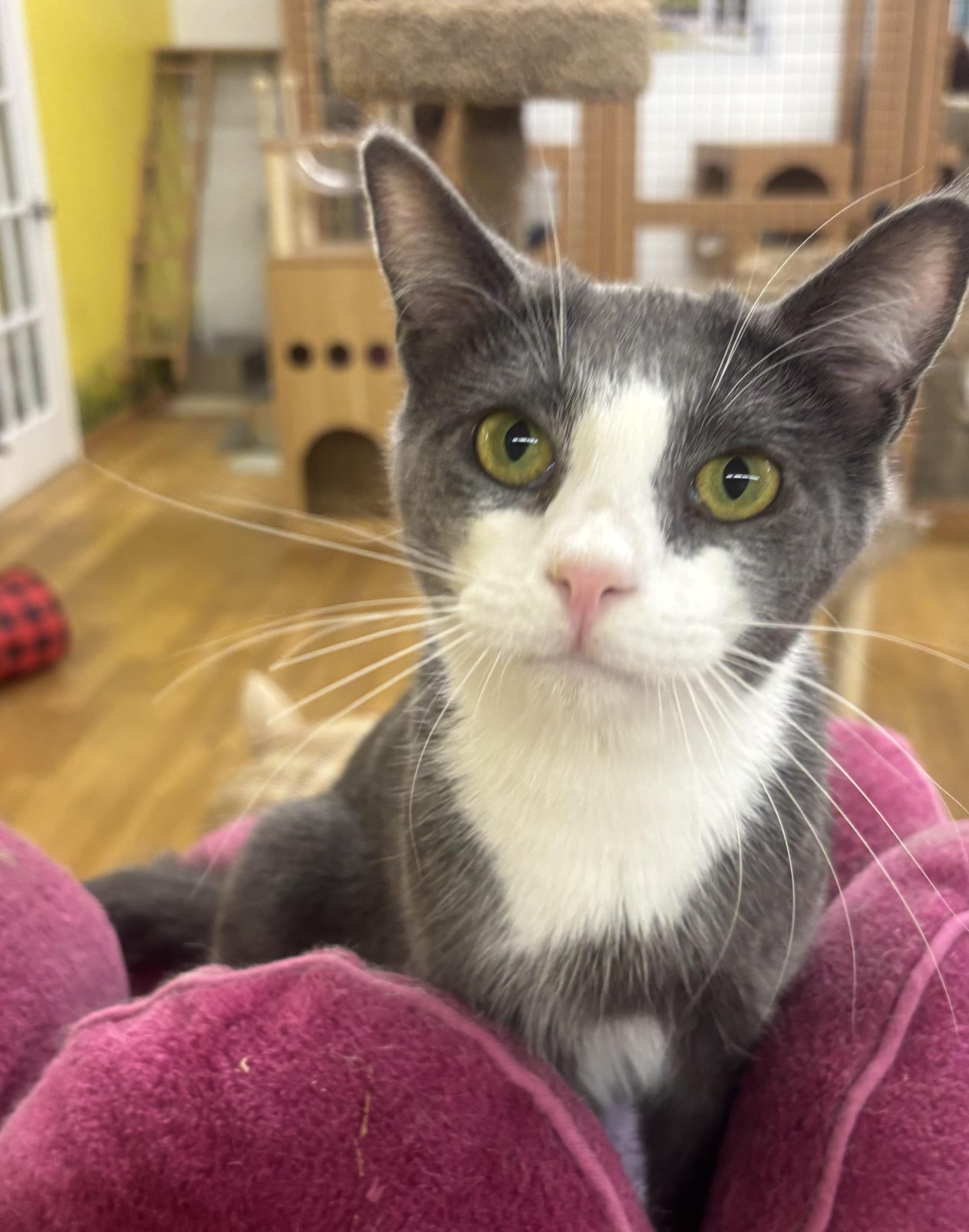 Enlarge Ollie, a Adoptable Domestic Short Hair in Whittier, CA image 4/6