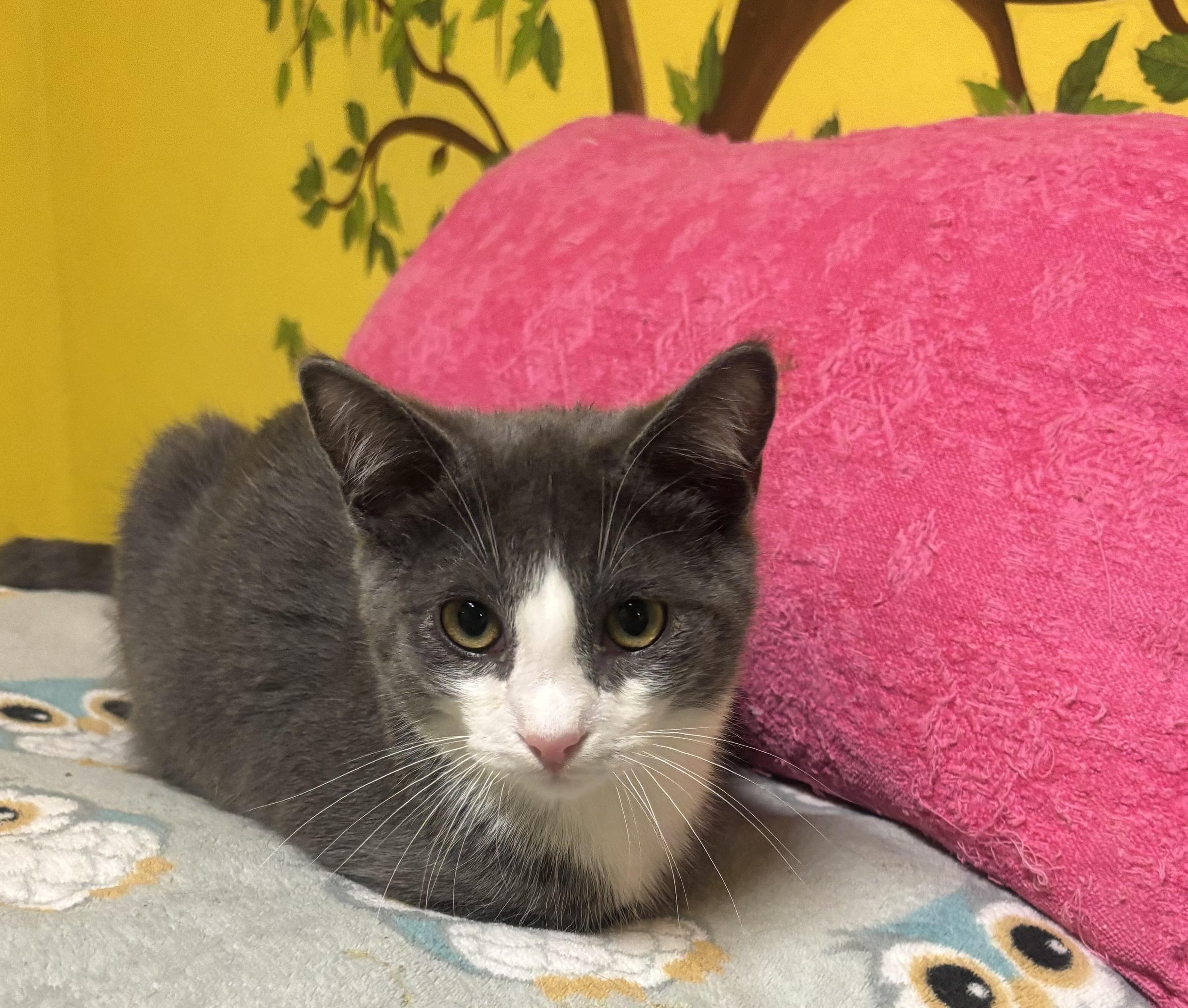 Enlarge Ollie, a Adoptable Domestic Short Hair in Whittier, CA image 6/6