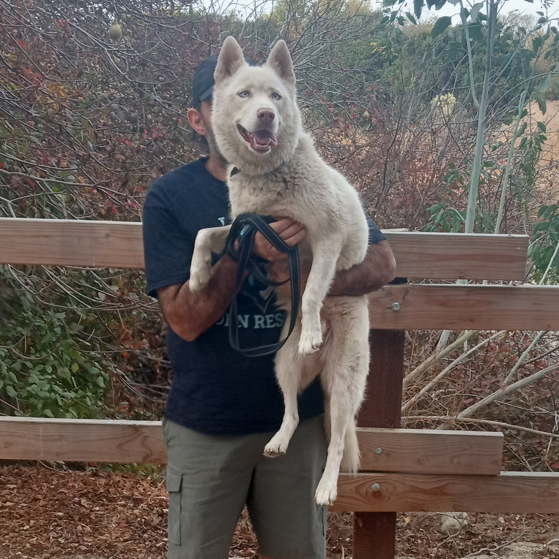 Blossom, a Adoptable mixed breed image 2/3