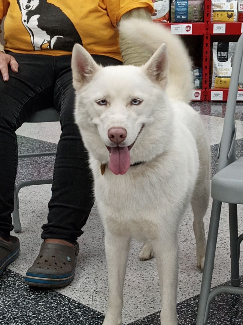Blossom, Adoptable, Adult Female Siberian Husky & Pomeranian.
