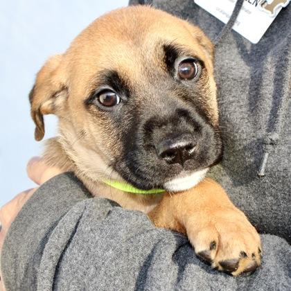 Charlie Brown, Adoptable, Puppy Male Mixed Breed & Mixed Breed.