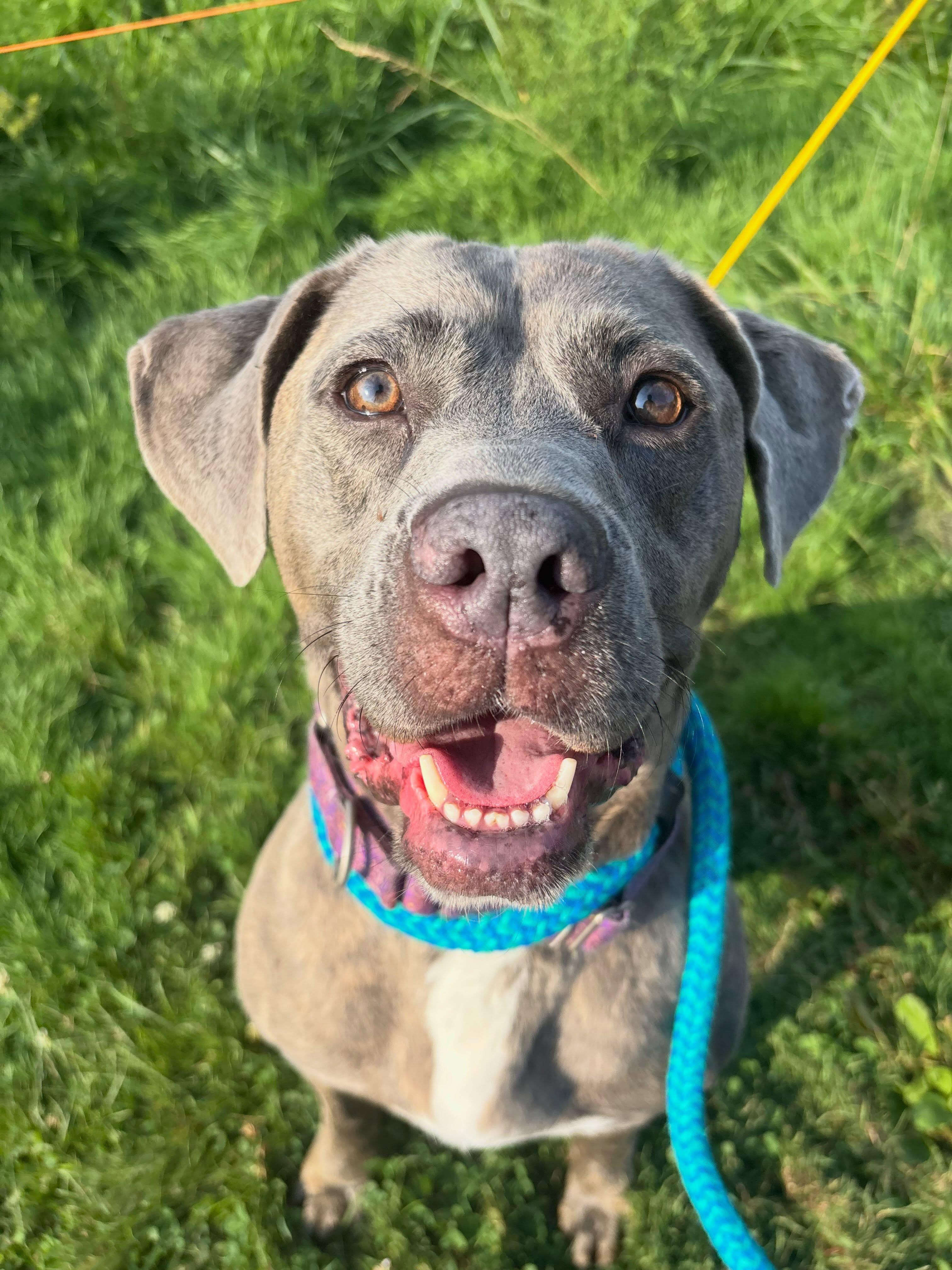 Enlarge Missy, a Adoptable mixed breed in Youngstown, OH image 3/6
