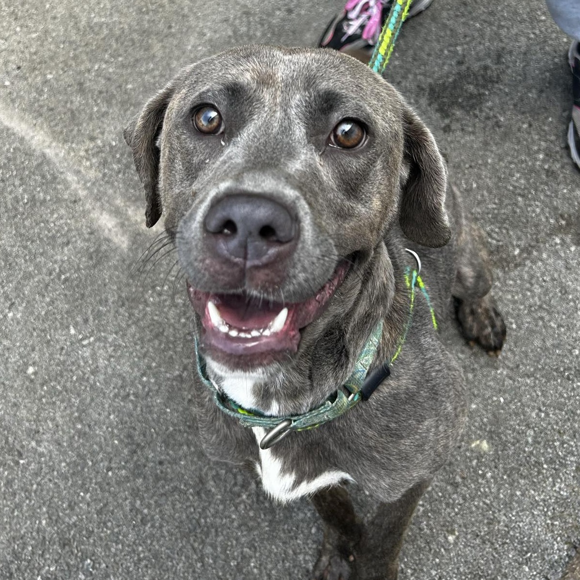 Missy, a Adoptable mixed breed in Youngstown, OH image 3/4