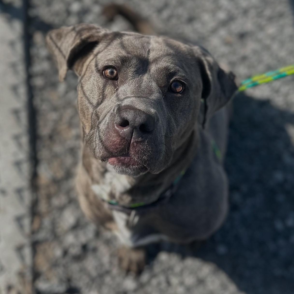 Missy, Young Female Cane Corso