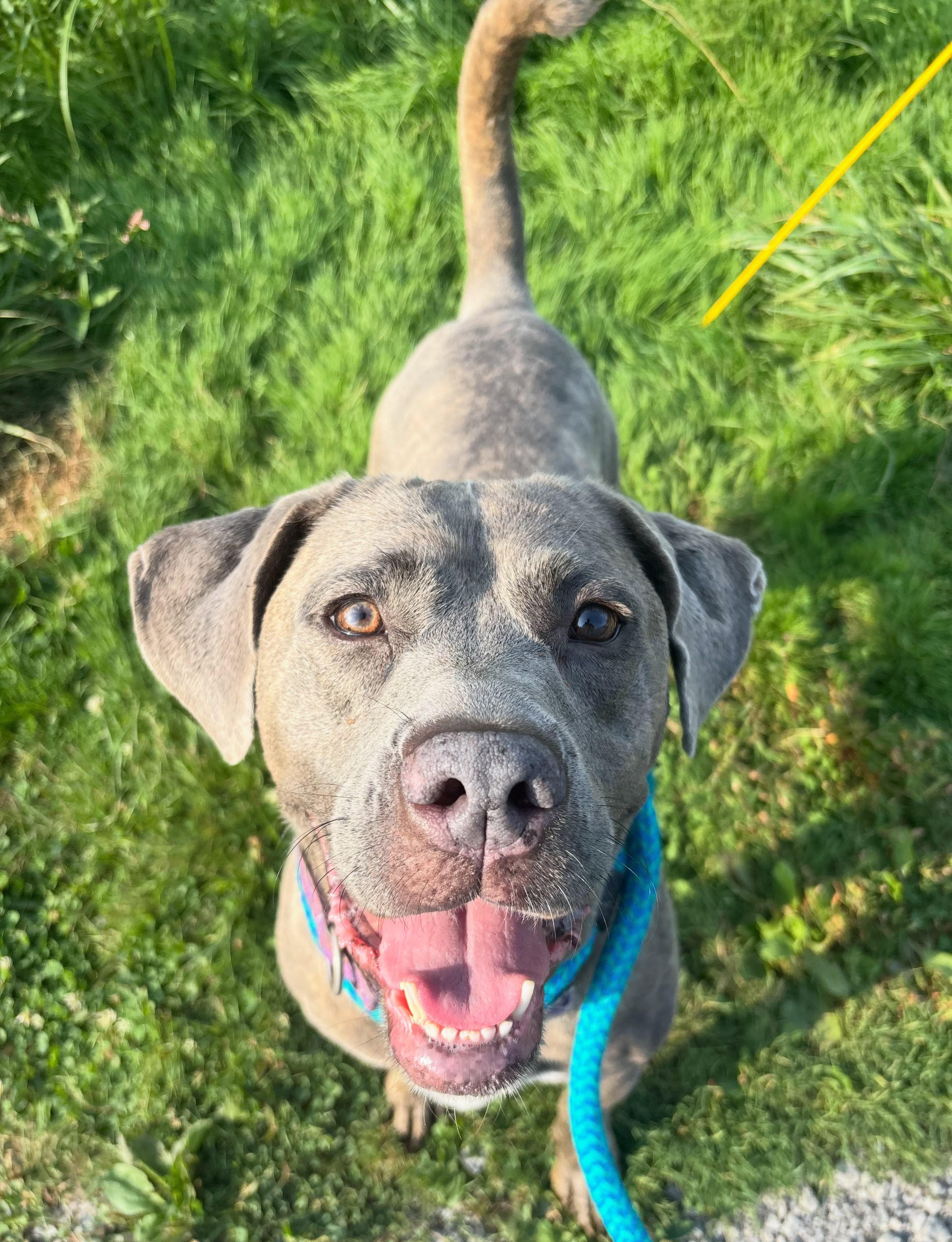 Enlarge Missy, a Adoptable mixed breed in Youngstown, OH image 2/6