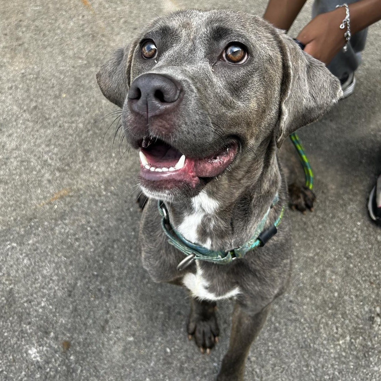 Missy, a Adoptable mixed breed in Youngstown, OH image 4/4