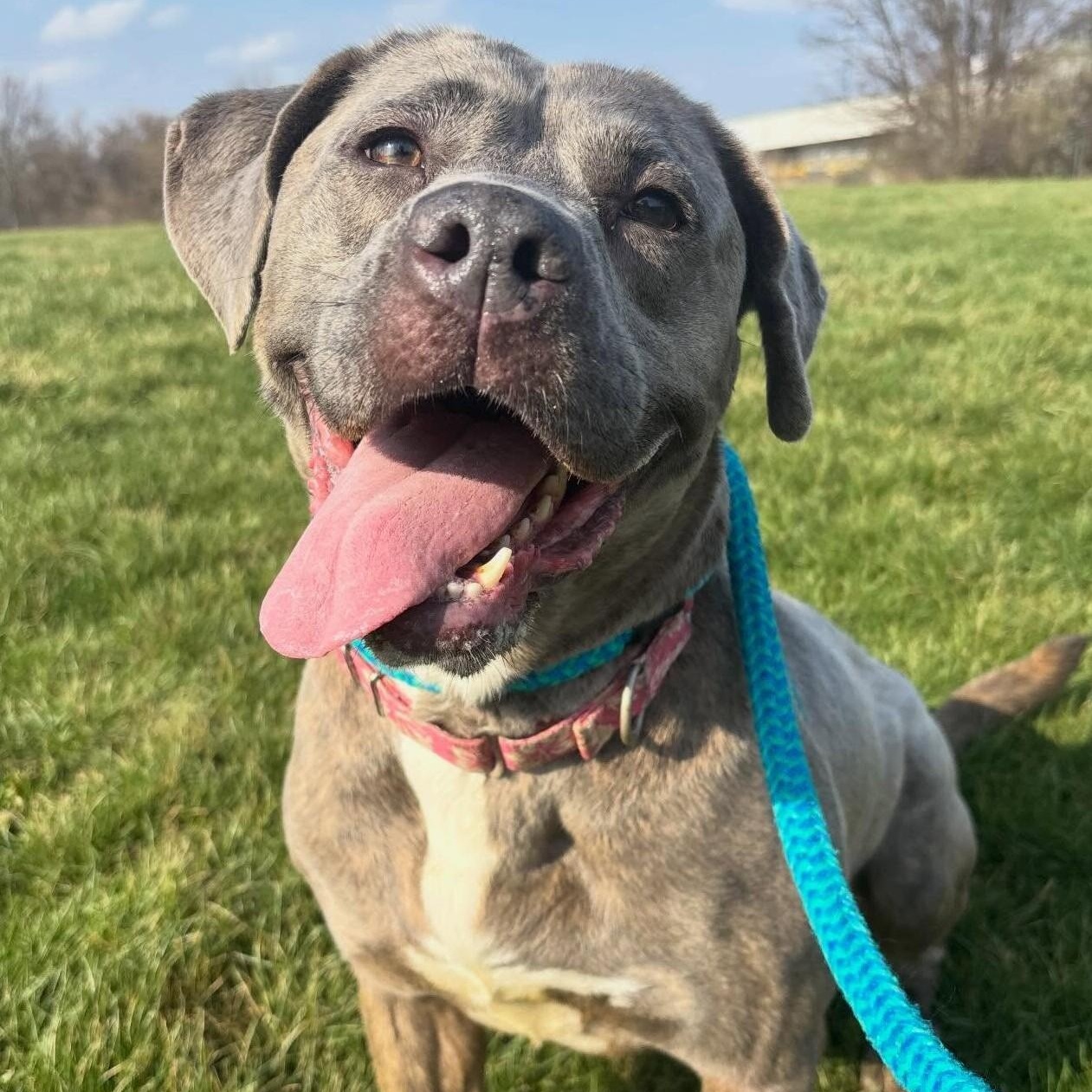 Missy, Adoptable, Adult Female Cane Corso.
