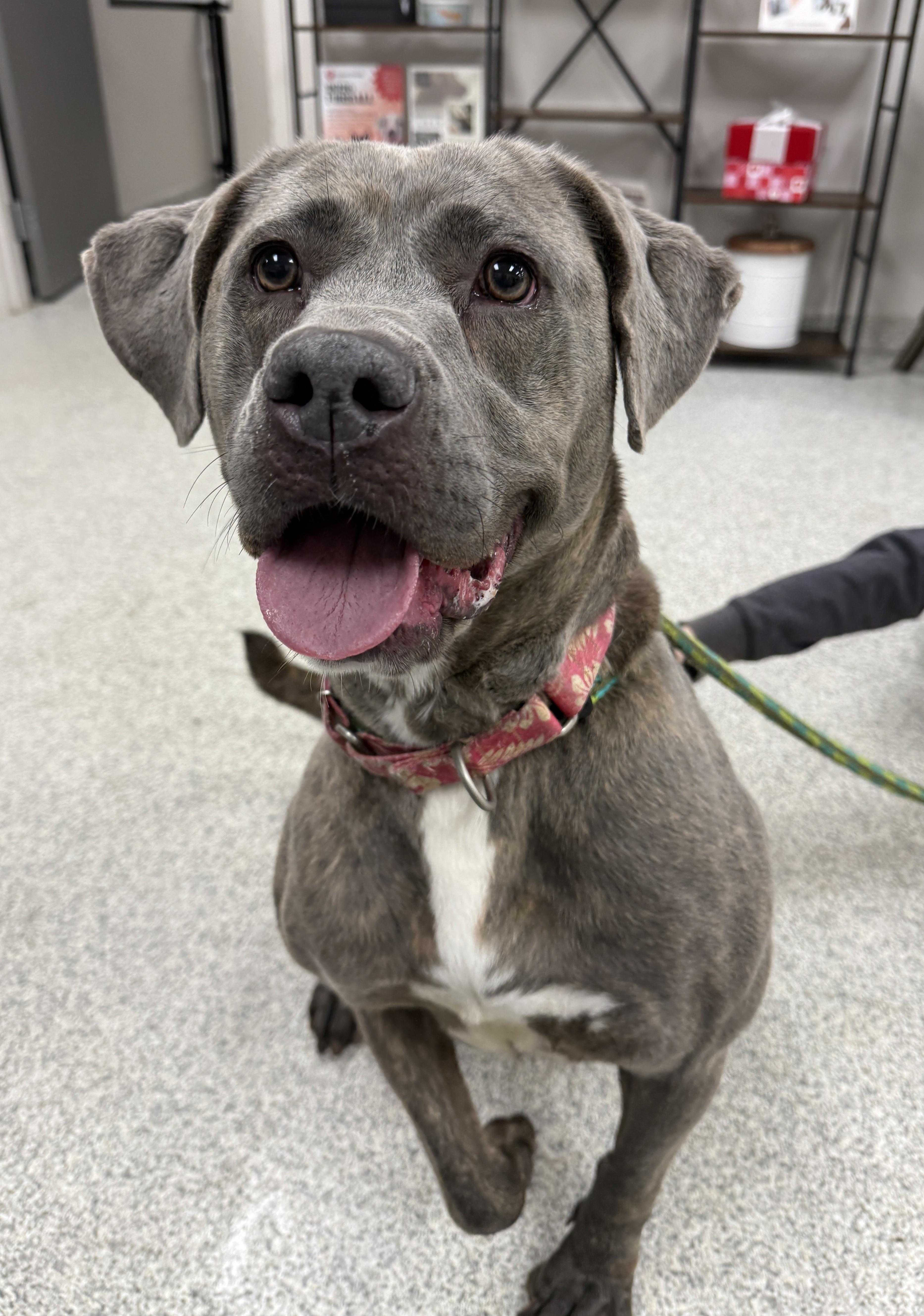 Enlarge Missy, a Adoptable mixed breed in Youngstown, OH image 4/6
