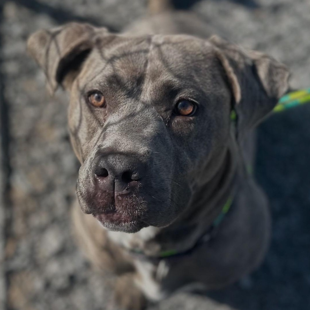 Missy, a Adoptable mixed breed in Youngstown, OH image 2/4