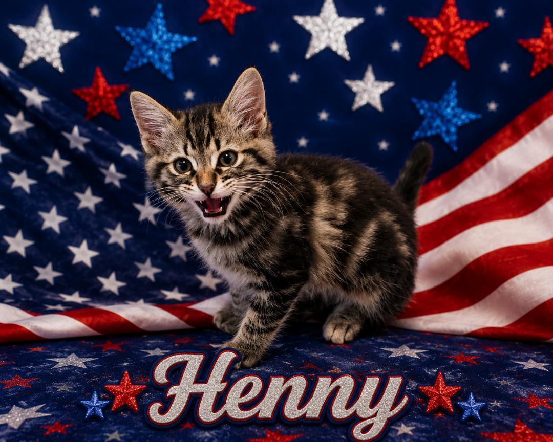 HENNY, a ADOPTABLE mixed breed in Escalon, CA image 3/6