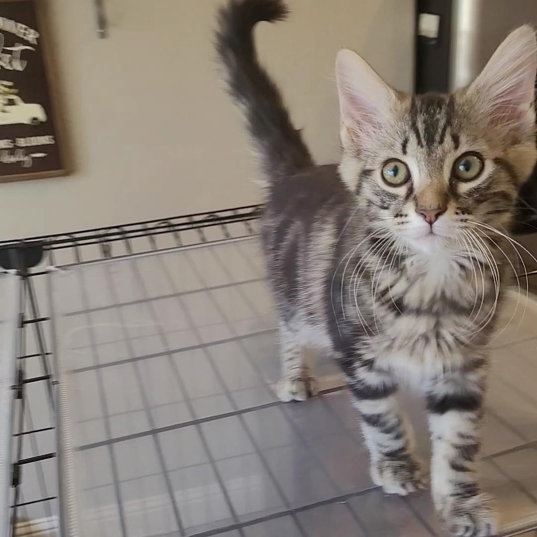 HENNY, ADOPTABLE, Kitten Male Domestic Long Hair & Maine Coon.