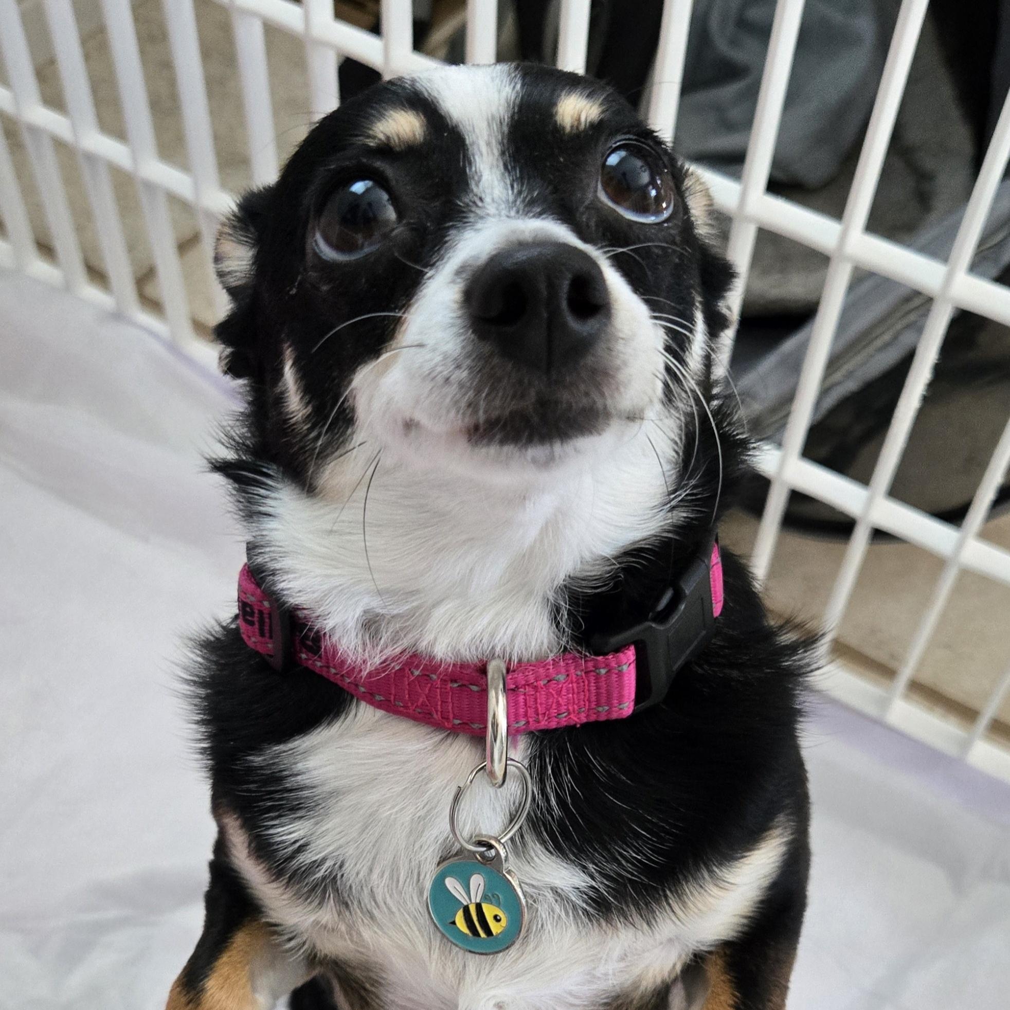 Stella
