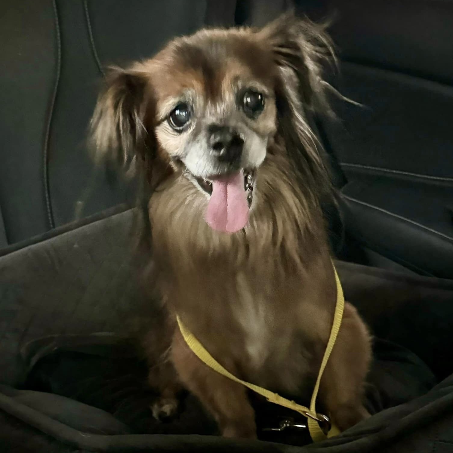 Valentino, an adoptable Chihuahua, Pekingese in Las Vegas, NV, 89117 | Photo Image 2