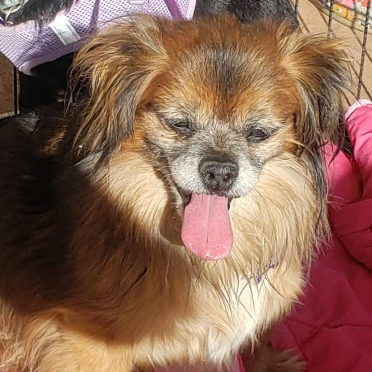 Valentino, an adoptable Chihuahua, Pekingese in Las Vegas, NV, 89117 | Photo Image 3