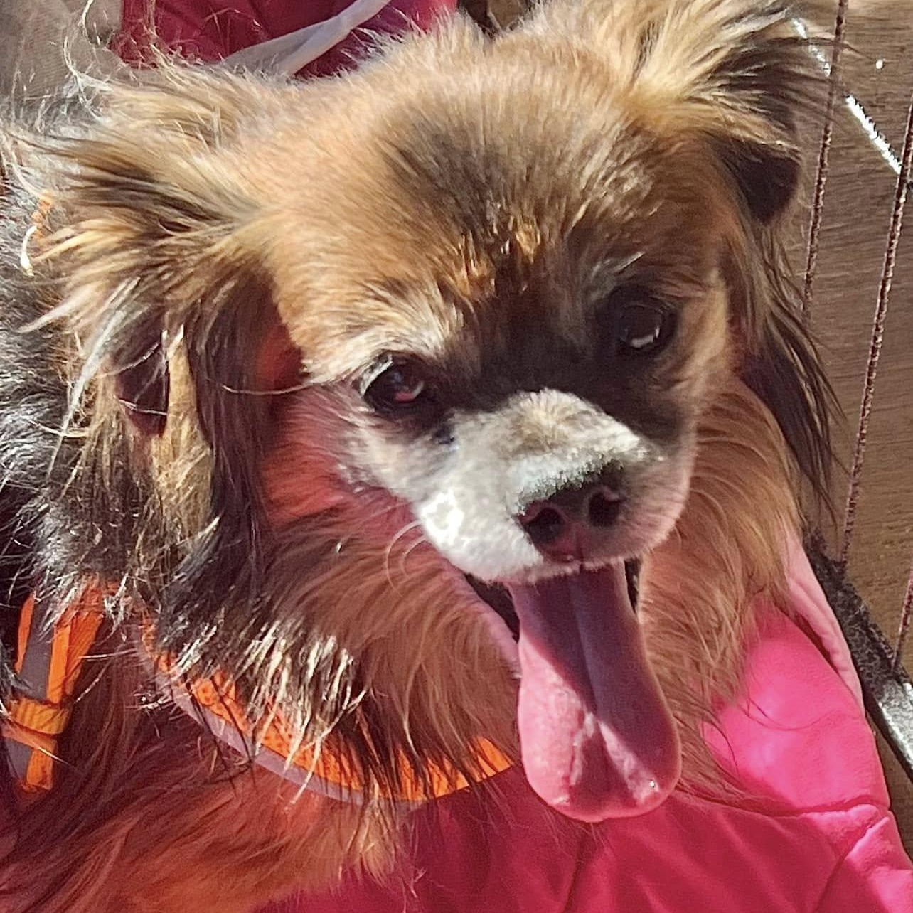 Valentino, an adoptable Chihuahua, Pekingese in Las Vegas, NV, 89117 | Photo Image 6