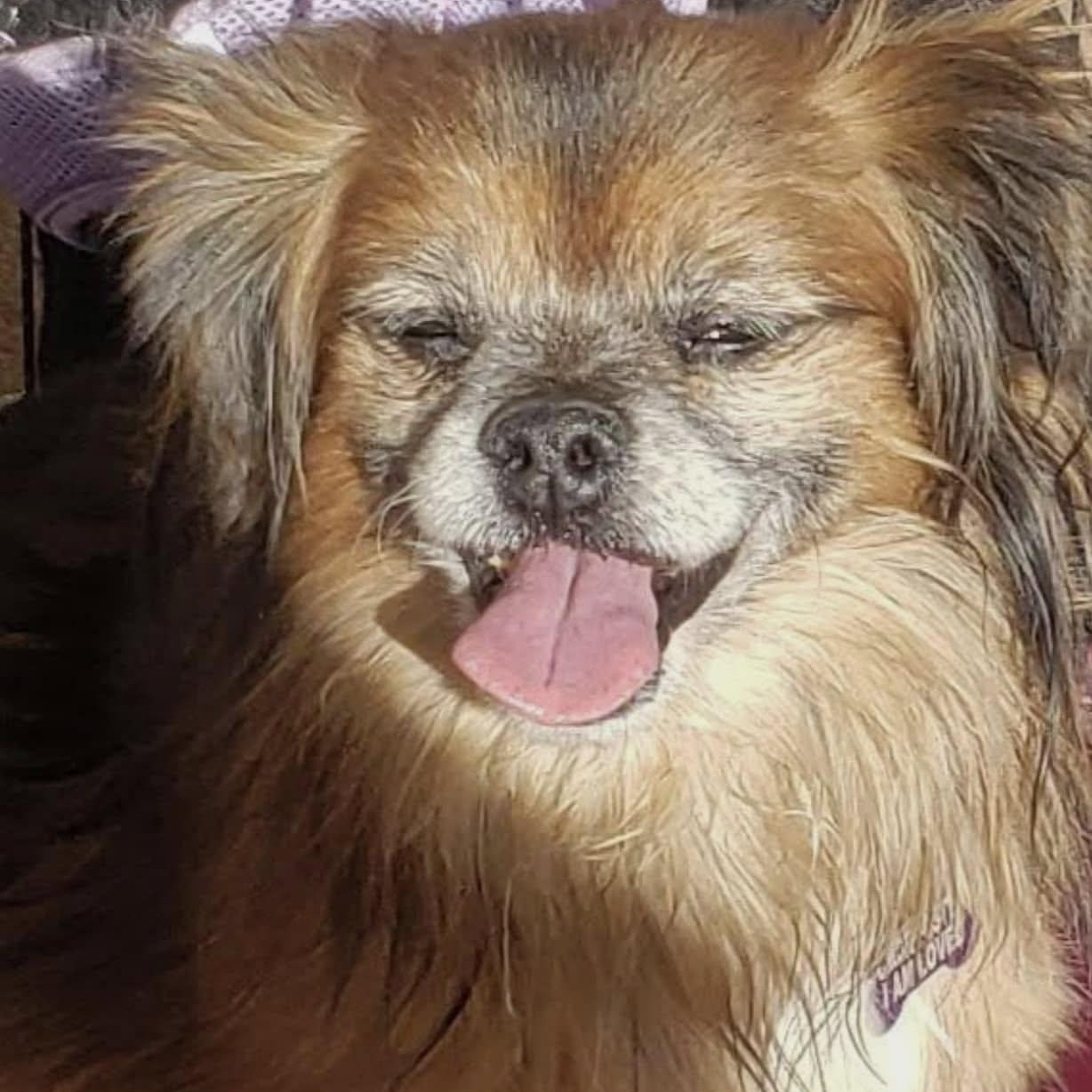 Valentino, an adoptable Chihuahua, Pekingese in Las Vegas, NV, 89117 | Photo Image 4