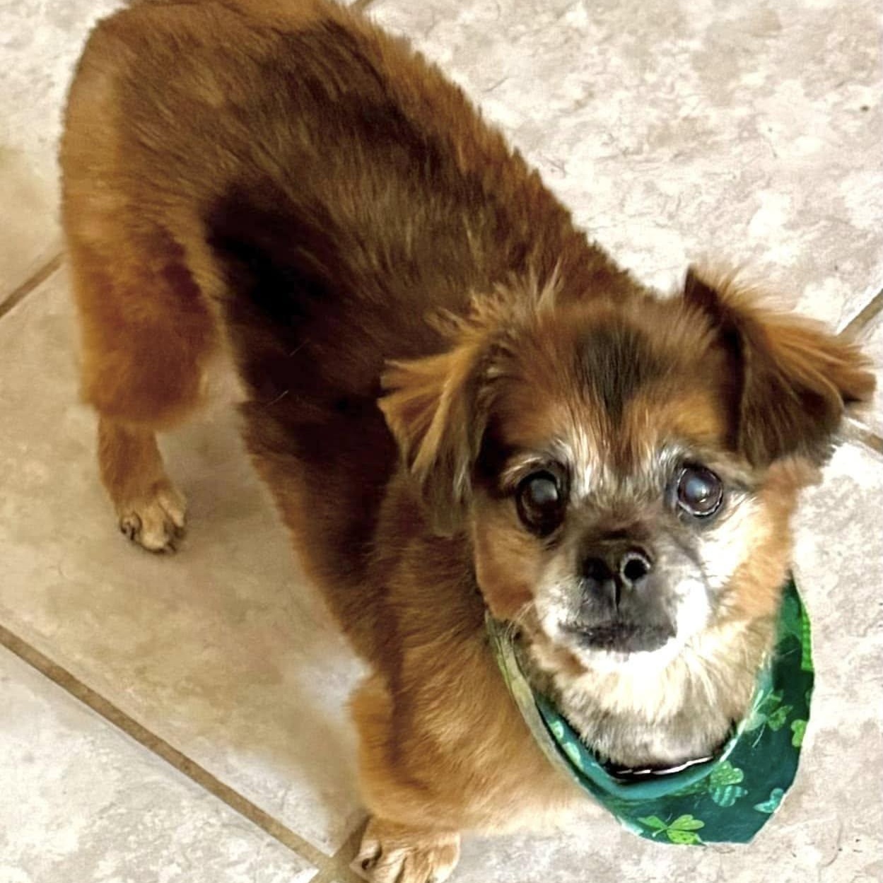 Valentino, an adoptable Chihuahua, Pekingese in Las Vegas, NV, 89117 | Photo Image 1