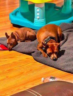 Enlarge Lily & Scarlett, a Adoptable Miniature Pinscher in Los Angeles, CA image 1/5